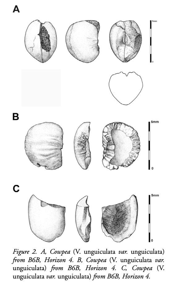 Illustrations of early domesticated cowpeas, front, side, and back.
